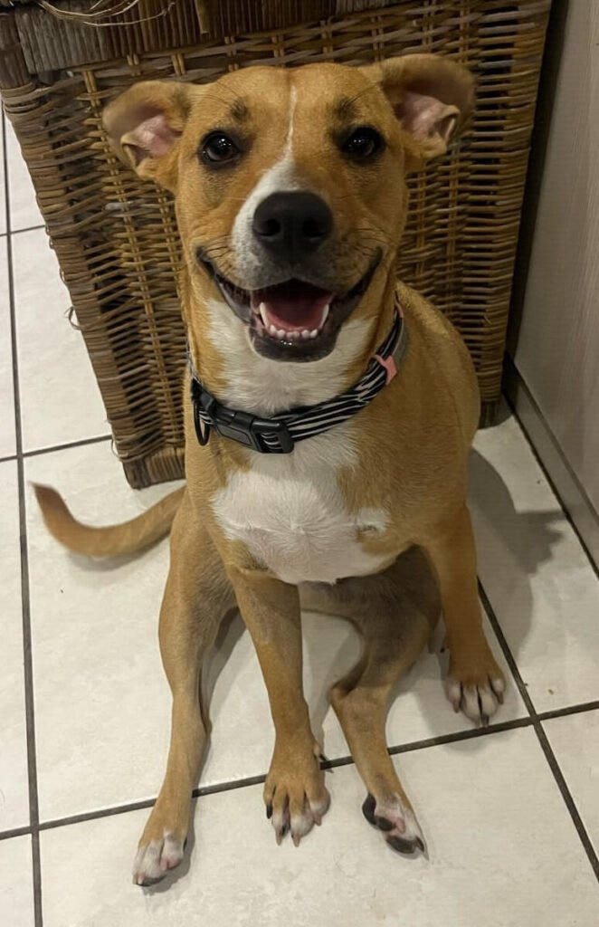 Reference for A pet portrait for Zoë