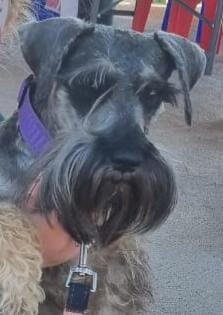 Reference for Children and pet for Chané